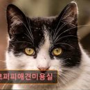 초코퍼피 애견미용실 이미지