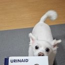 힘플러스병원 | 강아지결석 수술 후 재발 걱정 끝! 벳플러스 유리네이드로 시작한 꼬미 요로관리 리얼후기