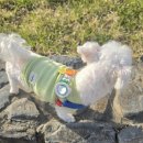 멍뭉펫 | 강아지산책 필수템, 헬로마이펫 멍뭉산책가는길 해충방지클립 후기