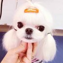 아담스펫살롱 이미지