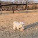 펫뛰뛰 | 경산애견카페 | 소형견•대형견 운동장이 모두 있는 ‘도기온’ 잼잼이와 함께 다녀왔어요💛