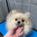 짱구애견 이미지