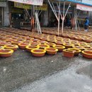 무안뻘낙지 이미지