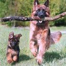 아는수의사 동물병원 | 인천동물병원 수의사가 말해주는 반려동물 건강 보조제, 정말 효과 있을까요?