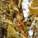 은행나무1길 이미지