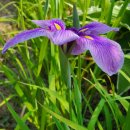 한붓꽃그림 이미지