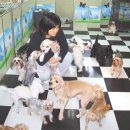 행복한 멍이세상 이미지