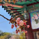 대웅목장 | 4.15(수) 개심사 겹벚꽃 실시간 벚꽃비 내리는 한우목장 아너드 투어 서산 당일치기 여행