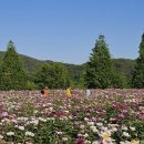 오도산자연휴양림(합천) Daum카페