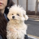 월드애견미용실 | 김포 운양동 애견미용실 추천 : 애견 마사지까지 해주는 [살롱드도만]