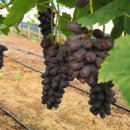 현경농장 이미지