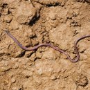 광전1리 이미지