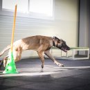 루카스독트레이닝 이미지