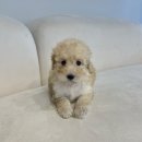 츄츄독 푸들이야기 부산 강아지분양 | 부산스탠다드푸들분양 후기 │ 강아지분양 선택할 때 제가 가장 중요하게 본 것들