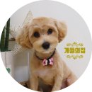 개들의 집 이미지