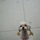 블링펫샬롱