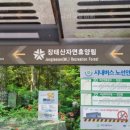 힐링애견 이미지