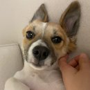 동물사랑연합회 | 유기견 입양후기 | 한국동물보육연합회에서 동물 등록비 3만원 내고 무료분양 받았어요