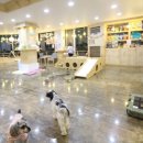 함께할 개 이미지