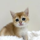 대전 고양이분양 퍼스트캣 대전점 이미지