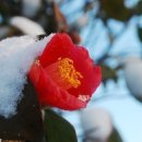 파도 한 송이 이미지