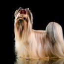 도그이살롱 이미지