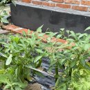 서종별곡 이미지