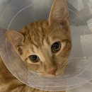 펫트리동물의료센터 이미지