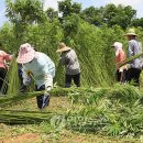 대마웰빙관 이미지