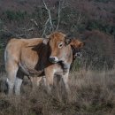 [남부] 민화 이미지