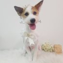 땡자네 묭실 이미지