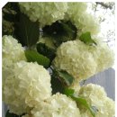 통큰멸치국수 Daum카페