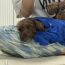 [일상] 누가 개천절에 출근해? 나!