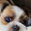 율하 위드동물병원 이미지