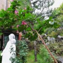 백일홍동산 이미지