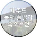 스톤 | 제주도 애월 숙소 추천, 40평 독채 브리드앤스톤 내돈내산 후기!