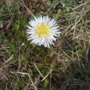 민들레 영농조합법인 이미지