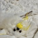 멍개식당 | 🐶 경기 의정부 [멍개식당] 내 돈 내산 강아지 케이크로 생일파티하기!