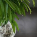 양지-3568 이미지