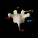 흉추(등뼈, thoracic verteabra) 이미지