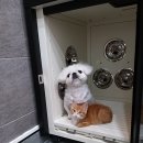 싹독할가영 이미지