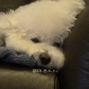 강아지껌 추천 오랄프레시 덴타링 솔직후기ㅣ노견 OK, 칼로리 체크 필수