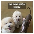 펫브릿지 김해점 | 김해 강아지 호텔 추천 펫브릿지