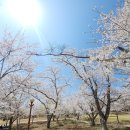 2025년 4월 5일~6일 인제천리길 릴레이도보 완주기념 뒤풀이도보(경주) 이미지