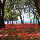 그가 여가,남해 | 남해 앵강다숲 꽃무릇 만개 힐링여가캠핑장과 남해바래길 걷기 좋은 곳