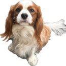 충훈터널_석수도서관 | [안양 충훈부 벚꽃] 2026 개화 현황 &amp; 야간 산책로, 달리와 미리 다녀온 후기 🌸🐾