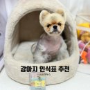 단하우스 | 🐶💗 바오하우스 파스텔 인식표 후기 단 하나뿐인 우리 아이 감성 아이템