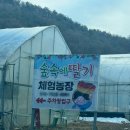 숲속농장 | 경기도 광주 딸기 따기 체험 시식 가능 숲속에딸기 솔직후기