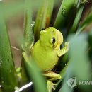 수원-1977 이미지