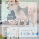 헬릭스동물메디컬센터 | 일산 24시동물병원 추천 헬릭스, 노견 강아지 건강검진 후기